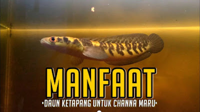 Berapa Lama Merendam Daun Ketapang Untuk Ikan Channa?