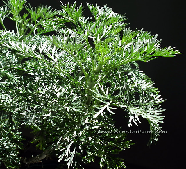 Artemisia Powis Castle silvery foliage (dwarf wormwood)