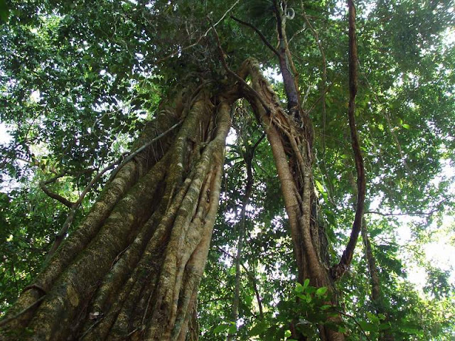 Trees at Mulu National Park