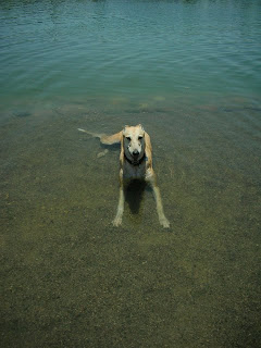 I think we should get a pool in the back yard...a little one...for me...