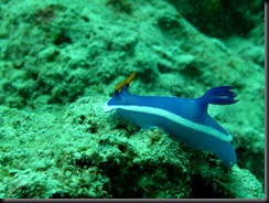 IMG_0625 IMG_0625