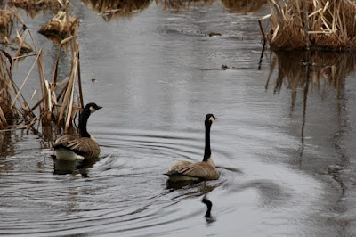 Canada geese seeking a nesting site
