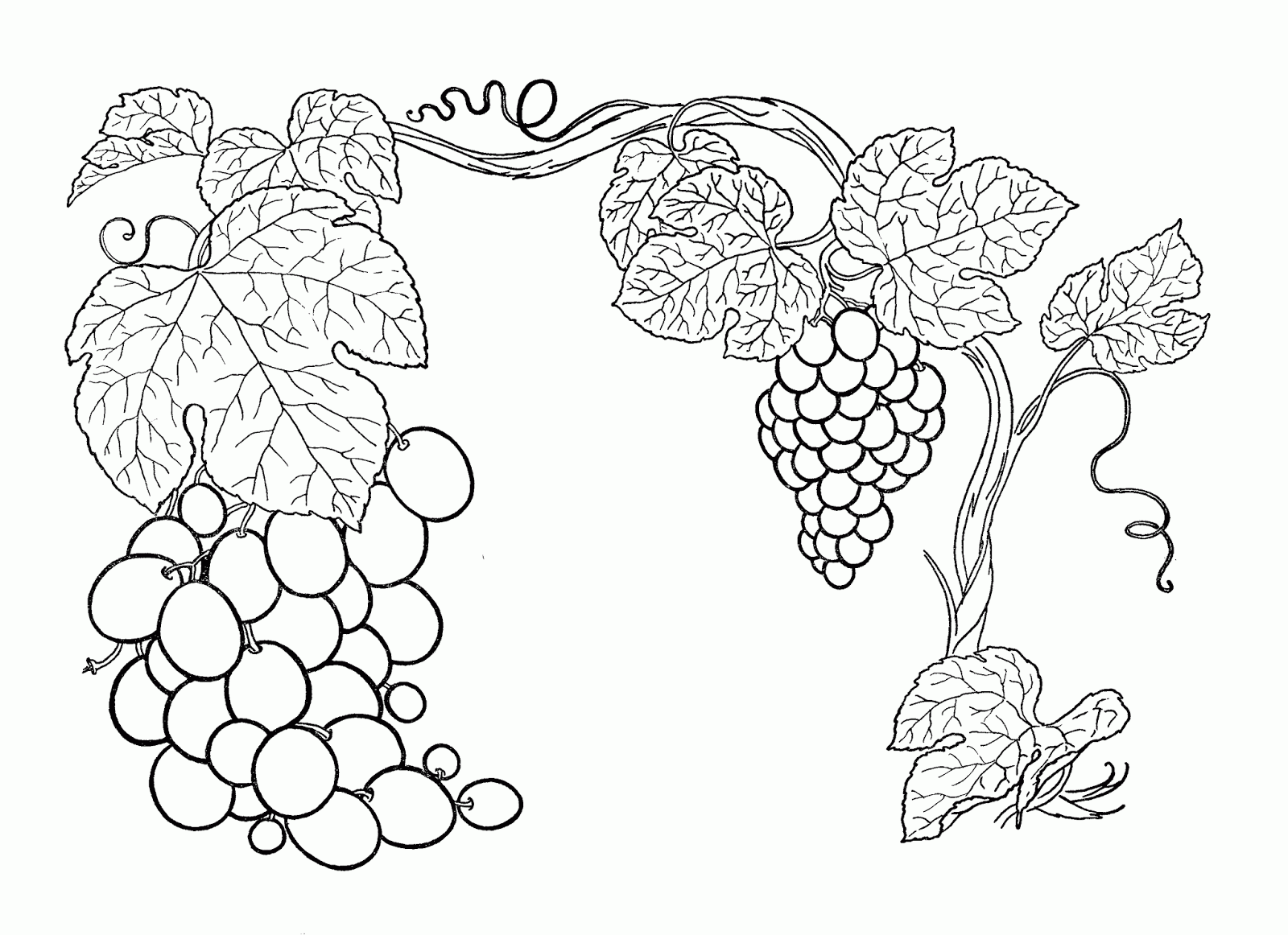 Download Grapes Coloring Pages