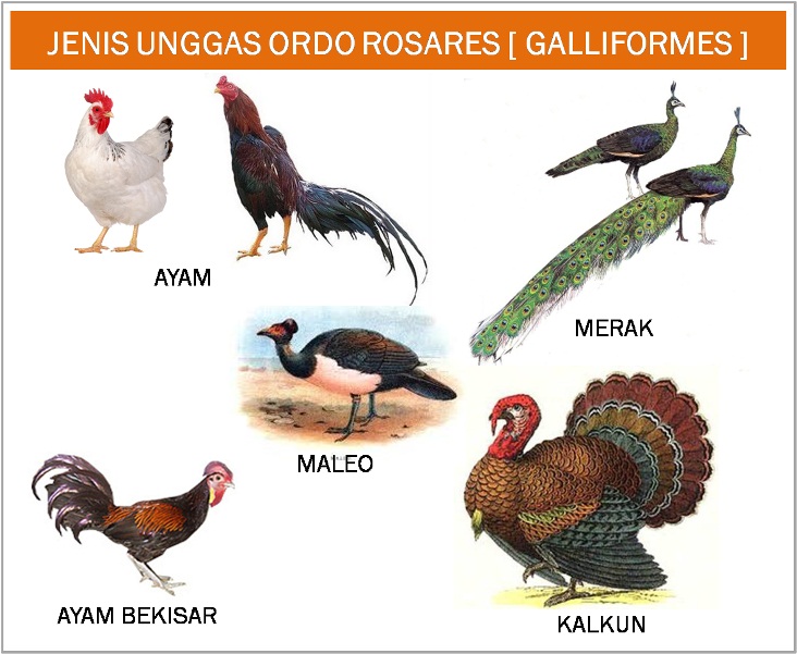 Gambar Burung Warna Hijau Gambar V