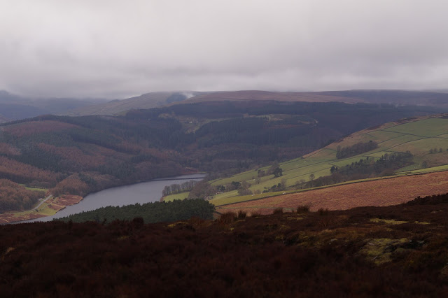 A grouse in the heather