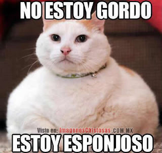 No estoy gordo, estoy esponjoso