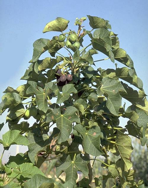 Đậu Cọc Rào - Jatropha curcas - Nguyên liệu làm thuốc Nhuận Tràng và Tẩy