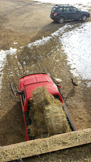 Truck filled with hay and ducks nearby