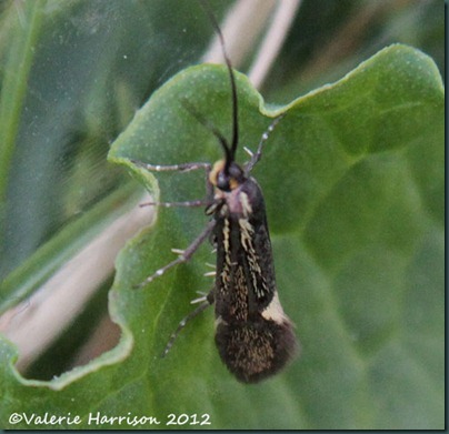Sulphur-Tubic-Esperia-sulphurella-2
