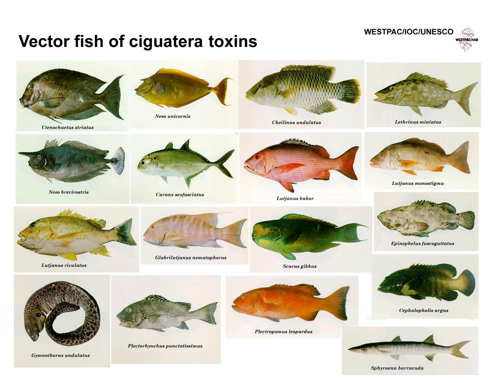 Ivanildosantos Gambar Ikan Laut