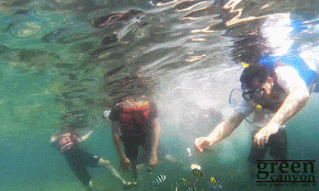 Snorkeling di Taman Laut Pangandaran