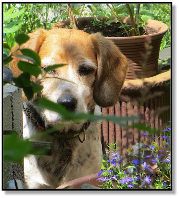 der Beagle im Garten