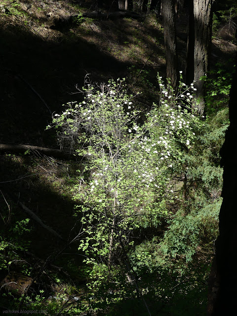 01: looking down on a tree with big white flowers