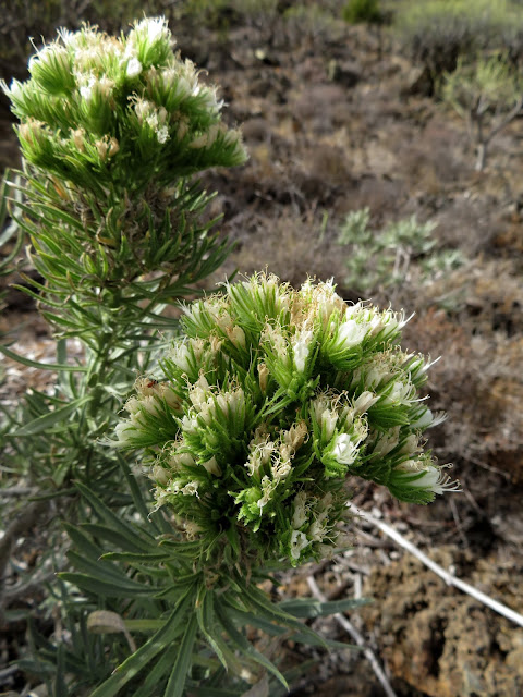 Echium aculeatum