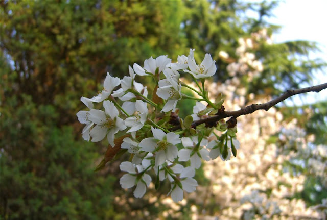 Cherry Blossom Flowers