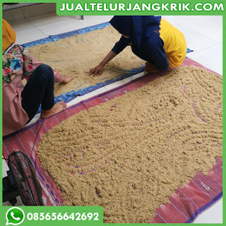 jual jangkrik aduan tangerang