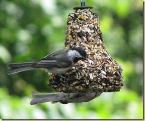 July 7 Chickadees 2