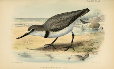 Ngutuparore (Wrybill)