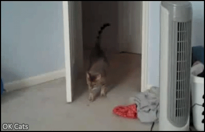 Hilarious Cat GIF • Spooked cat goes Airborne. Funny startled Cat haha amazing cat reflexes [ok-cats.com]