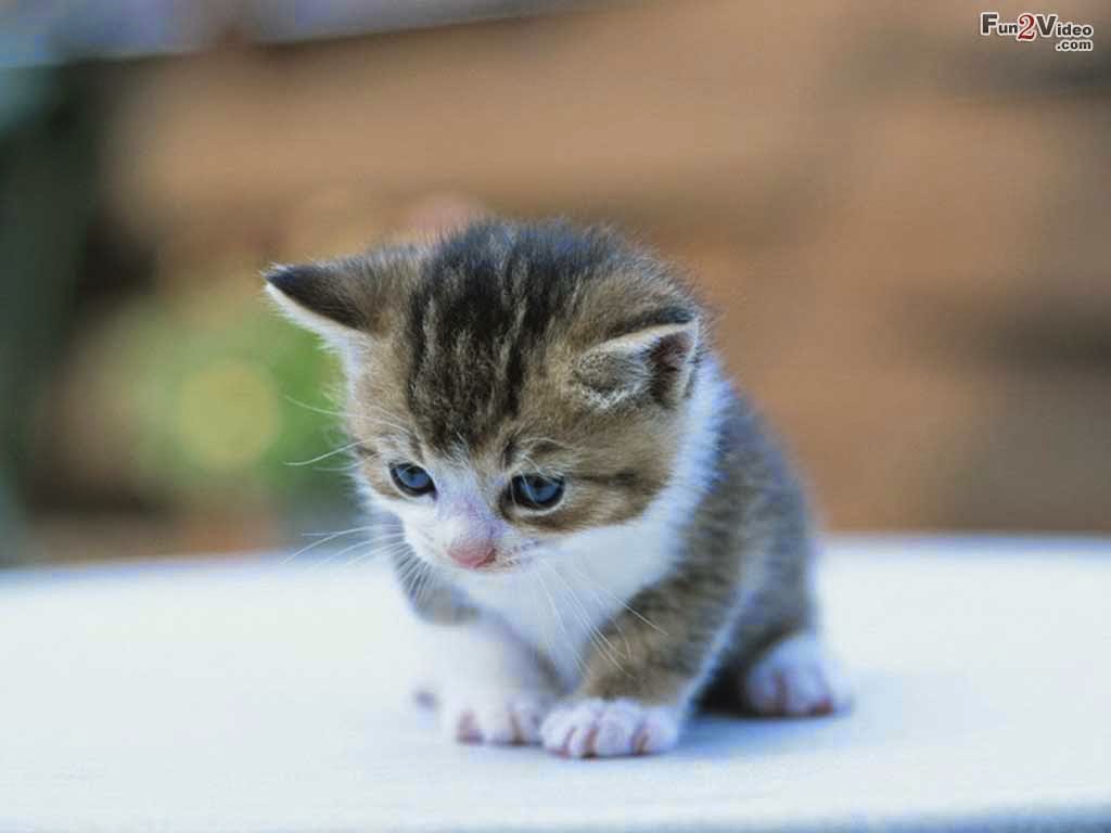 Wallpaper Gambar Anak Kucing Comel