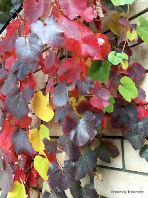 Vitis 'Roger's Red' with something like V. 'Walker Ridge'.  A beautiful pairing of colors