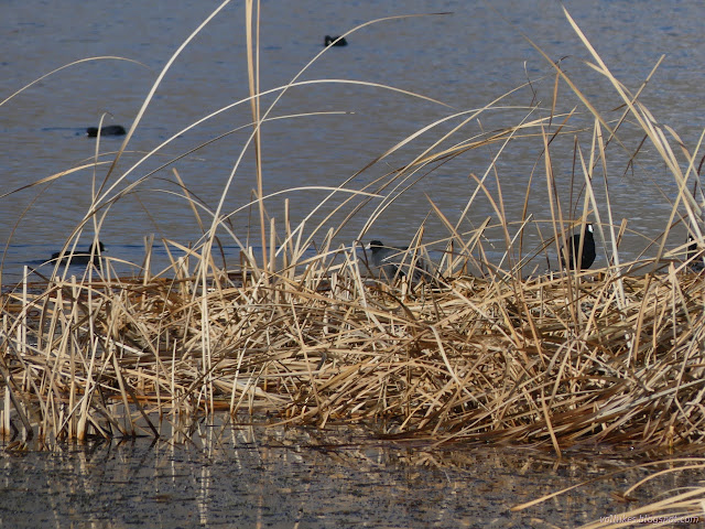 27: plenty of coots nearby