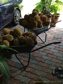 Durian