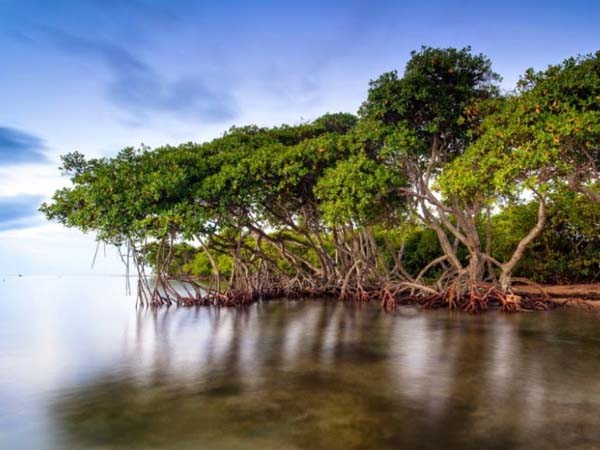 Tanaman Bakau Pohon Pencegah Erosi Pantai Warta IPTEK