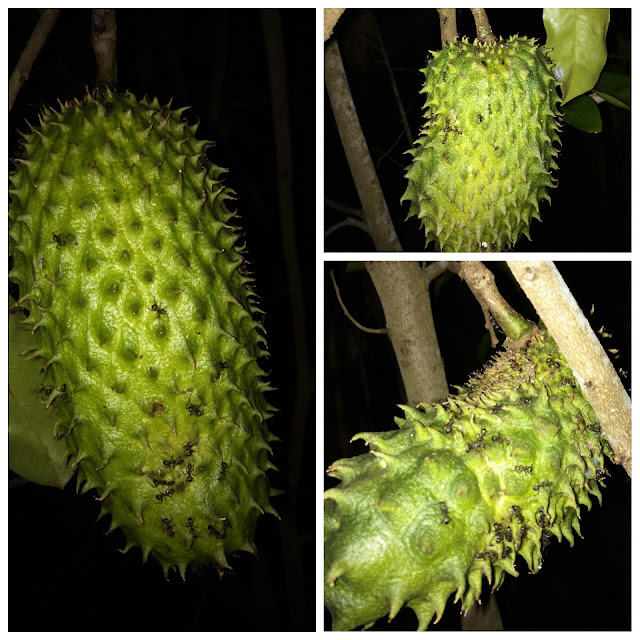 Warisan PESAGI: POKOK DURIAN BELANDA DI BELAKANG RUMAH