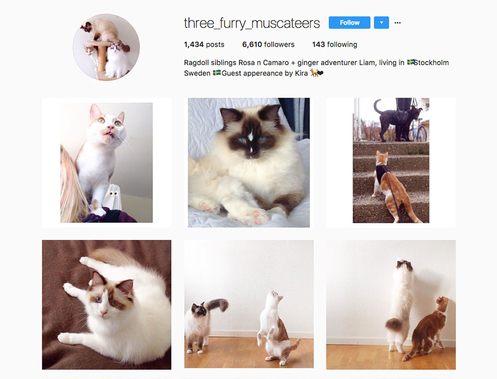  Instagram Three Furry Muscateers