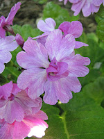  Primula siboldii примула Зибольда 