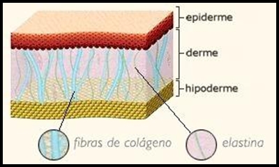 Colágeno e elastina