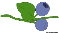 blueberry illustrations image