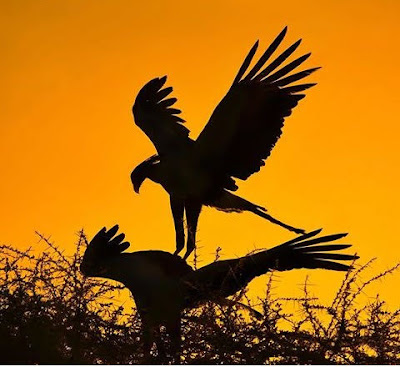 Birds of the Mara