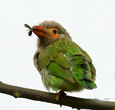 "Brown-headed Barbet, with pery."