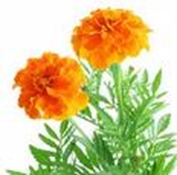 marigold1