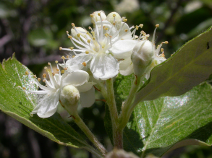 Ария зонтичная / Ария округлая / Рябина зонтичная (Aria umbellata, =Aria orbiculata, =Sorbus umbellata)