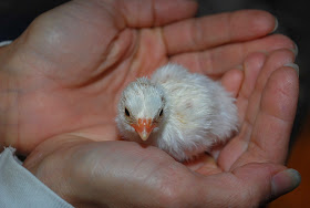 guinea fowl colors white