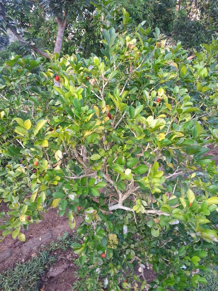 Kayu Warisan Malaysia: Pokok Kemuning