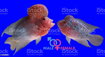 Flowerhorn Male and Female
