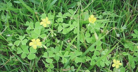 芝生に生える カタバミ クローバー類 に効く除草剤 Neophilia