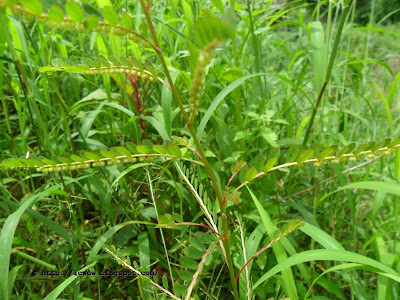 Chamber Bitter - Phyllanthus urinaria