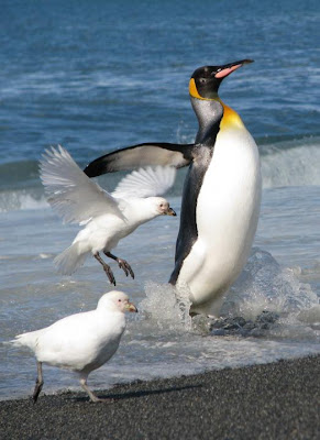 Pingüino rey Aptenodytes patagonica