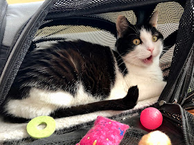If Angel's 4 am meowing doesn't engender some human activity, then she races around!