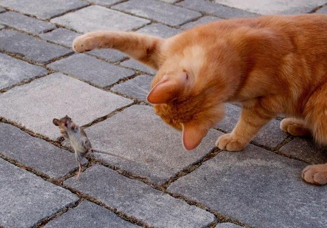 cat and mouse funny photo