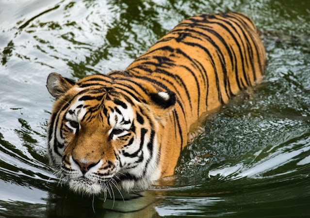 Top 5 Facts About Tiger - बाघ के बारे में रोचक तथ्य।