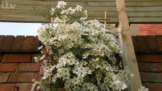 Clematis Early Sensation