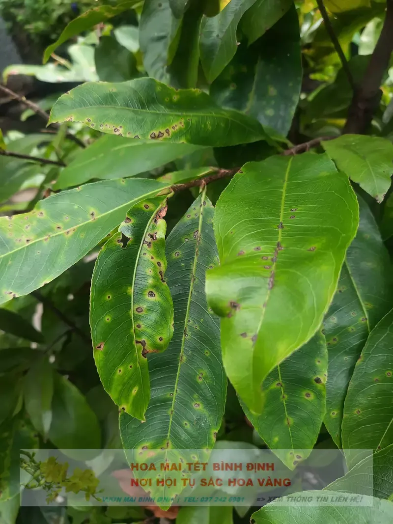 Bệnh đốm lá trên cây mai vàng: Nguyên nhân và cách phòng trị
