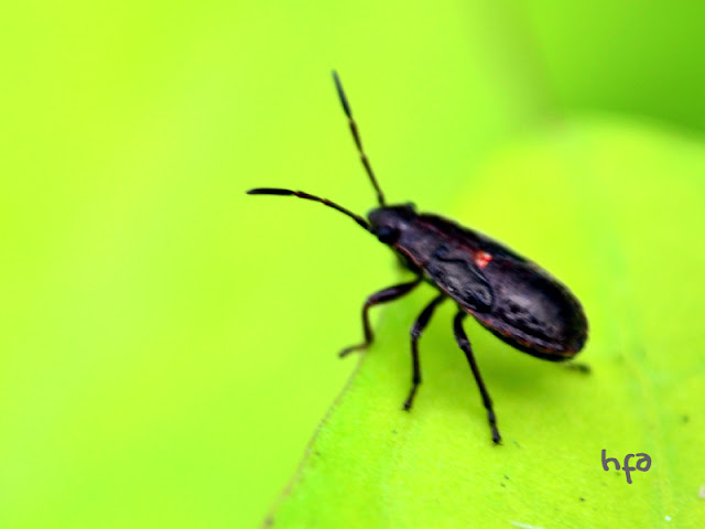 serangga hitam sebesar kutu tanpa nama