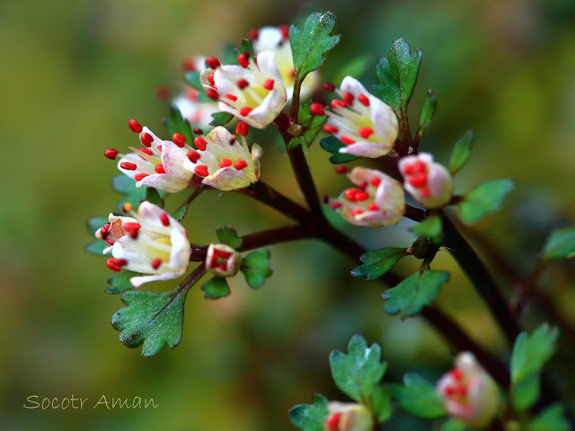 Chrysosplenium album